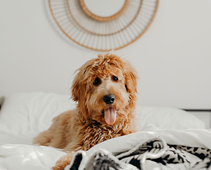 dog panting on bed