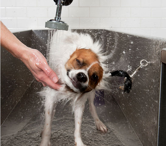 Dog Friendly Apartments Vt Dog Friendly Apartments Vt