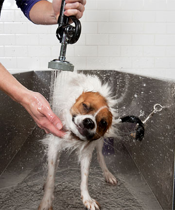 A pet wash room is the perfect space to clean your pet after getting muddy or messy