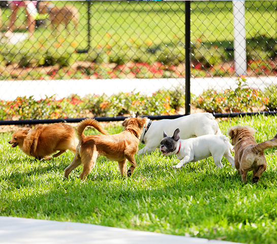 Meet your neighbors and their furry friends in the onsite dog park at Cambrian Rise